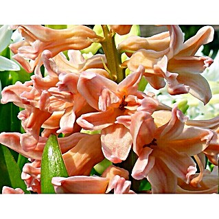 Piardino Frühlingsblumenzwiebeln 'Gipsy Queen' (Hyacinthus orientalis 'Gipsy Queen', Mehrfarbig)