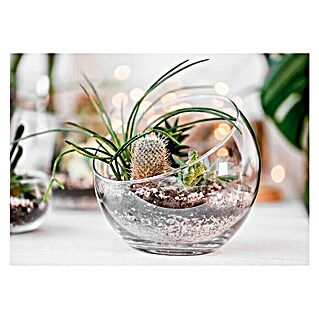 Cuadro de vidrio Glassart Bocal cactus (Planta cactus, An x Al: 45 x 30 cm)