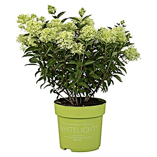 Piardino Hortensie (Hydrangea paniculata, Artenabhängig)
