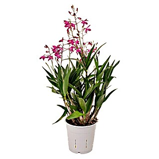 Piardino Orchidee (Dendrobium Berry Oda, Topfgröße: 12 cm, Dunkelrosa/Weiß, Anzahl Triebe: 5 - 6)