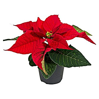 Piardino Weihnachtsstern Mini (Euphorbia pulcherrima, Topfgröße: 6 cm, Rot)