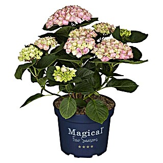 Piardino Hortensie 'Magical' (Hydrangea macrophylla 'Magical', Weiß)