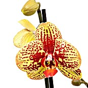 Piardino Orquídea mariposa (Phalaenopsis Hybride Dancing Leopard, Tamaño de maceta: 12 cm, Color de flor: 2 colores, Modelo flor: Moteado)