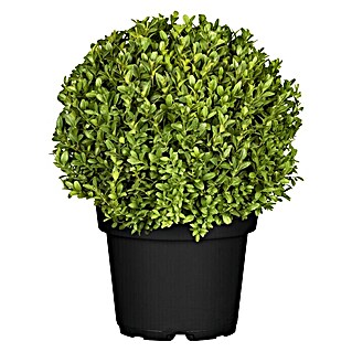 Piardino Buchsbaum (Buxus sempervirens, Wuchsform: Aufrecht)