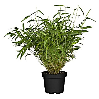 Piardino Muriel-Bambus (Fargesia murielae)