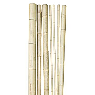 Windhager Bambusrohr (Länge: 200 cm, Durchmesser: 7 cm)