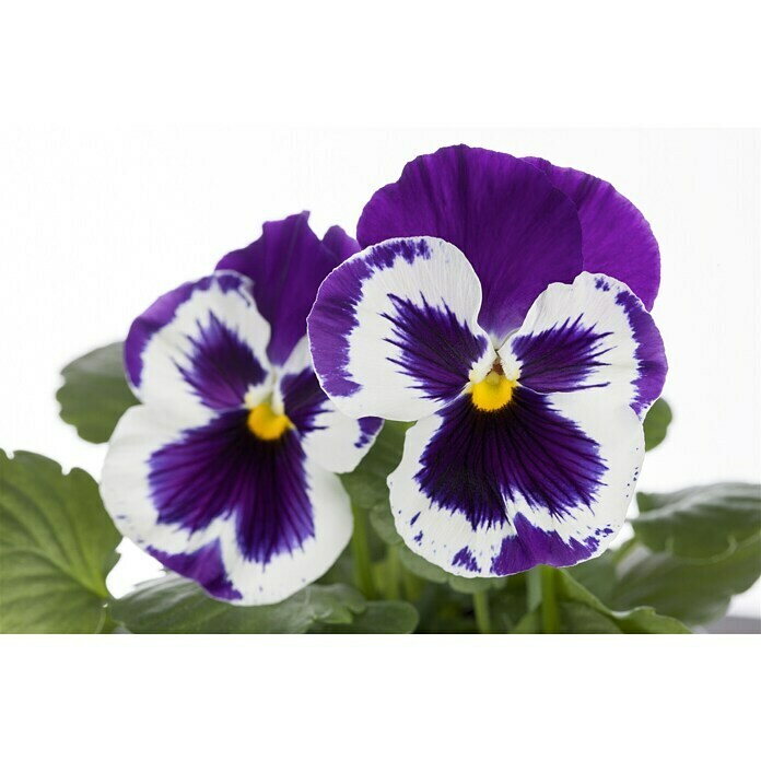Piardino Garten-Stiefmütterchen (Viola F1, Topfgröße: 9 cm, Sortenabhängig)