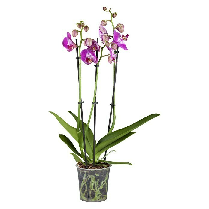 Orquídea mariposa (Phalaenopsis Hybride, Tamaño de maceta: 12 cm, En función de la variedad, Número de brotes: 3, Colgante, vertical)