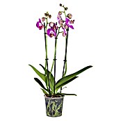 Orquídea mariposa (Phalaenopsis Hybride, Tamaño de maceta: 12 cm, En función de la variedad, Número de brotes: 3, Colgante, vertical)