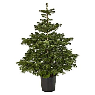 Piardino Nordmann kerstboom (Actuele groeihoogte: 125 cm - 150 cm, In pot gedrukt)