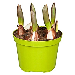 Piardino Bulbos de primavera (Tulipa Hybride 'Flair orange')