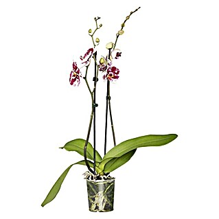 Piardino Schmetterlingsorchidee (Phalaenopsis, Topfgröße: 12 cm, Mehrfarbig, Anzahl Triebe: 2 Stk., Aufrecht)