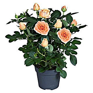 Piardino Topfrose Patio Hit (Rosa Hybride, Topfgröße: 13 cm, Blütenfarbe: Orange)