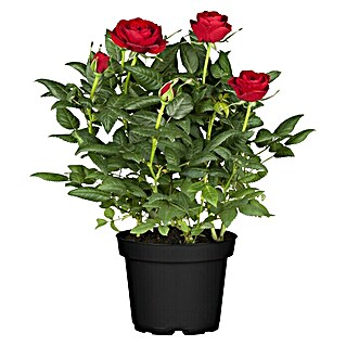 Piardino Topfrose Patio Hit (Rosa Hybride, Topfgröße: 13 cm, Blütenfarbe: Rot)