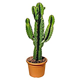 Piardino Cactus (Euphorbia ingens, Tamaño de maceta: 24 cm)