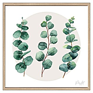 ProArt Gerahmtes Bild Eukalyptus (B x H: 53 x 53 cm)