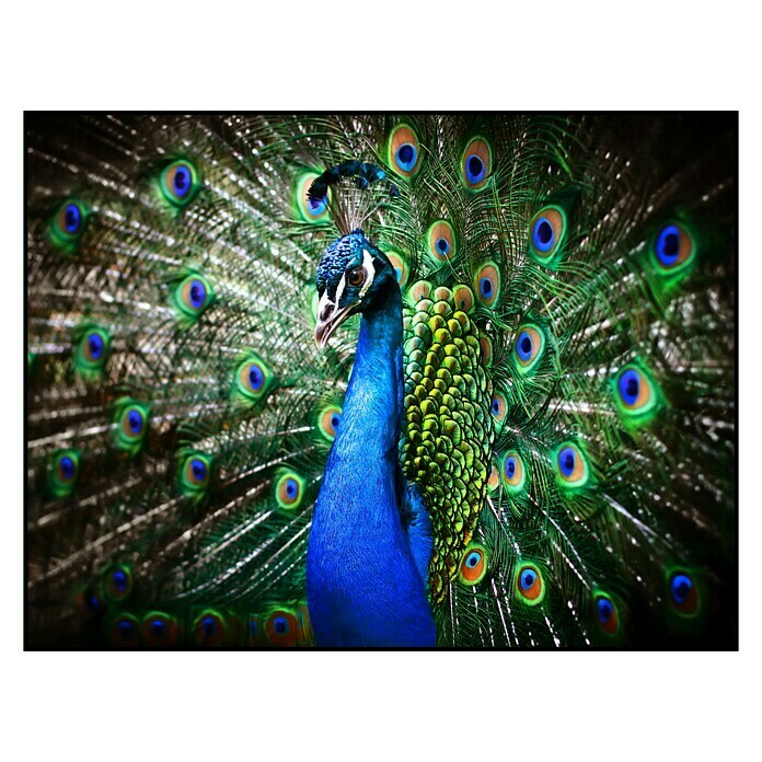 Cuadro Peacock 