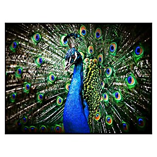 Cuadro de vidrio Peacock (Pavo real, An x Al: 40 x 30 cm)