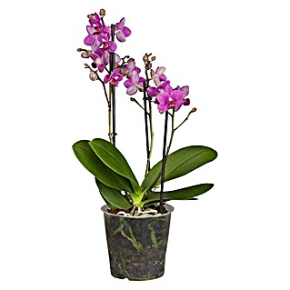 Piardino Schmetterlingsorchidee (Phalaenopsis multiflora, Topfgröße: 12 cm, Magenta, Anzahl Triebe: 2 Stk. - 3 Stk.)