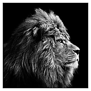 ProArt Leinwandbild Grey (Lion Head, B x H: 30 x 30 cm)