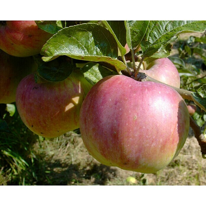 Apfelbaum Ontario 