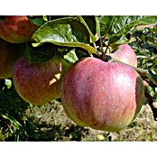 Apfelbaum Ontario (Malus domestica Ontario, Topfgröße: 10 l, Erntezeit: Oktober)