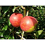 Apfelbaum Roter Boskoop (Malus domestica Roter Boskoop, Topfgröße: 10 l, Erntezeit: Ab September)