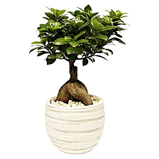 Piardino Bonsai Ginseng (Ficus microcarpa ginseng, Topfgröße: 24 cm, Dunkelgrün)