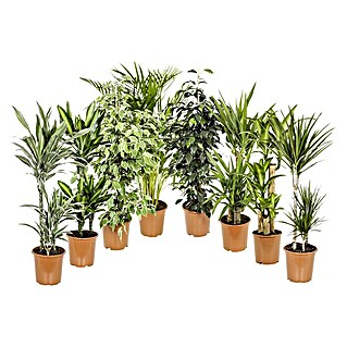 Piardino Grünpflanzen (Sortenmix, Topfgröße: 24 cm)