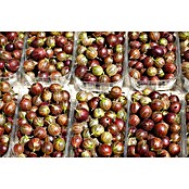Piardino Stachelbeere Stämmchen (Ribes uva-crispa , Topfgröße: 3 l, Erntezeit: Juli)