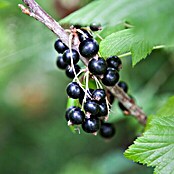 Piardino Schwarze Johannisbeere Titania (Ribes nigrum, Erntezeit: Juli - August)