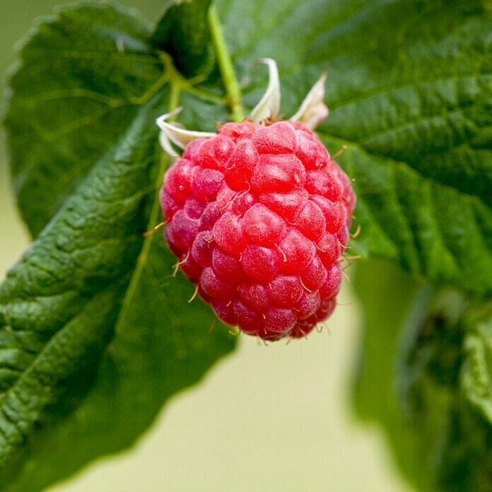 Piardino Himbeere Heritage (Rubus idaeus, Topfgröße: 2 l, Erntezeit: Anfang August - Oktober)