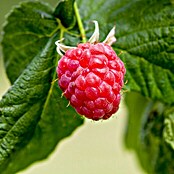 Piardino Himbeere Heritage (Rubus idaeus, Topfgröße: 2 l, Erntezeit: Anfang August - Oktober)