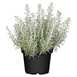Piardino Currykraut (Helichrysum italicum)