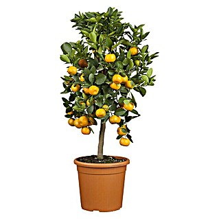 Piardino Calamondin-Orange (Citrofortunella microcarpa, Topfgröße: 20 cm)