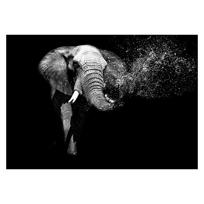 Fototapete Elefant II (312 x 219 cm, Vlies)