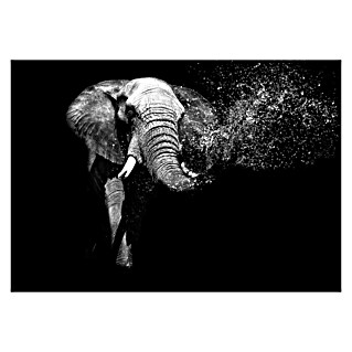 Fototapete Elefant II (B x H: 416 x 254 cm, Vlies)