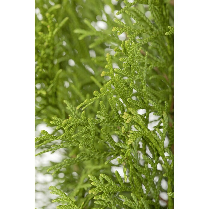 Piardino Lebensbaum Smaragd (Thuja occidentalis Smaragd, Topfgewachsen)