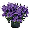 Piardino Polsterglockenblume (Campanula portenschlagiana Get Mee, Topfgröße: 11 cm, Blütenfarbe: Blau)