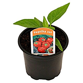 Piardino Paprika (Capsicum annuum, 9 cm, Erntezeit: August - Oktober, Farbe Frucht: Rot)
