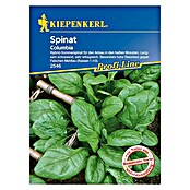 Kiepenkerl Profi-Line Spinat Columbia (Spinacia oleracea, Inhalt ausreichend für ca.: 6 m)