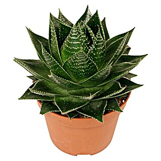Piardino Aloe vera (Aloe aristata Cosmos, Topfgröße: 13 cm, Grün)