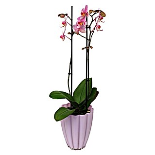 Piardino Orquídea mariposa (Phalaenopsis Hybride, Tamaño de maceta: 13 cm, Dependiendo de la variedad, Número de brotes: 2 ud., En posición vertical)