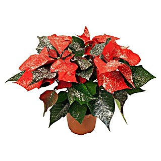 Piardino Weihnachtsstern (Euphorbia pulcherrima, Rot/Silberglitter, Topfgröße: 11 cm)