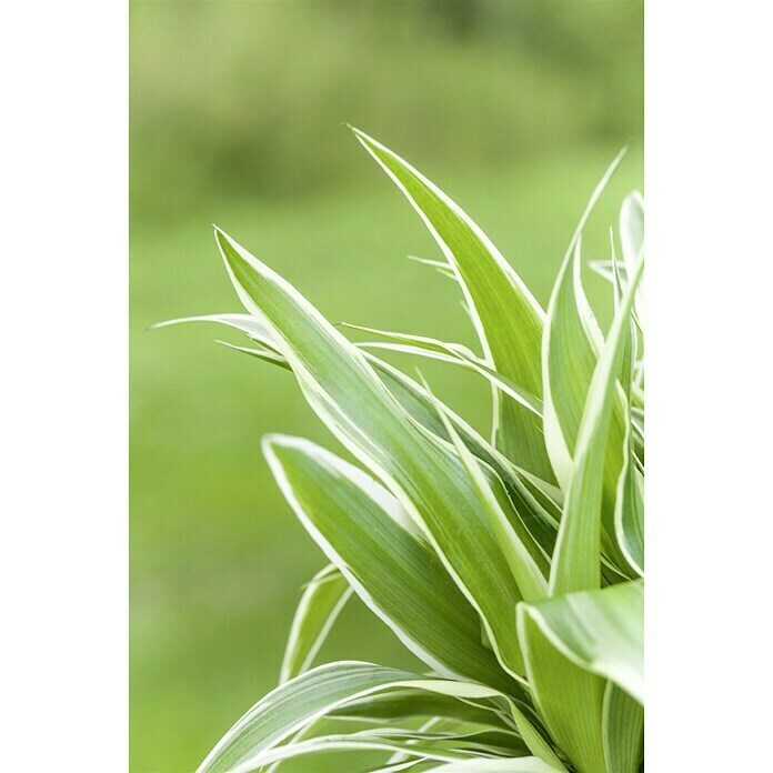 Piardino Grünlilie (Chlorophytum comosum Ocean, Topfgröße: 12 cm, Blattfarbe: Grün/Weiß)