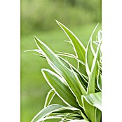Piardino Grünlilie (Chlorophytum comosum Ocean, Topfgröße: 12 cm, Blattfarbe: Grün/Weiß)