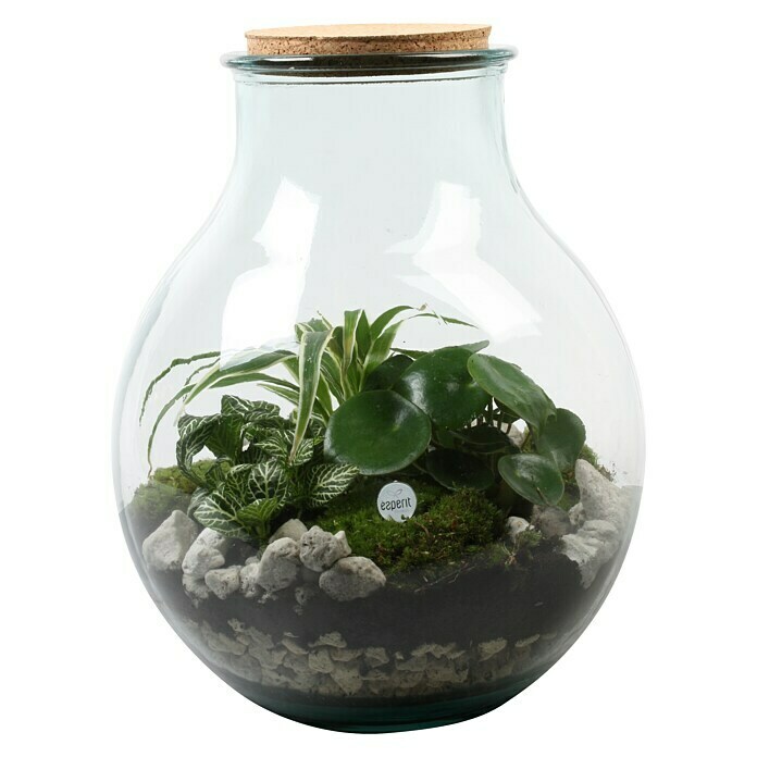 Piardino Bepflanztes Glas mit Grünpflanzen 