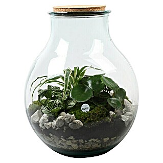 Piardino Bepflanztes Glas mit Grünpflanzen (30 cm)