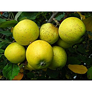 Apfelbaum Ananasrenette (Malus domestica Ananasrenette, Topfgröße: 5 l, Erntezeit: Oktober)