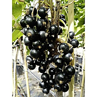 Schwarze Johannisbeere Titania (Ribes Nigrum Titania, Topfvolumen: 4 l, Busch, Erntezeit: Juli - August)